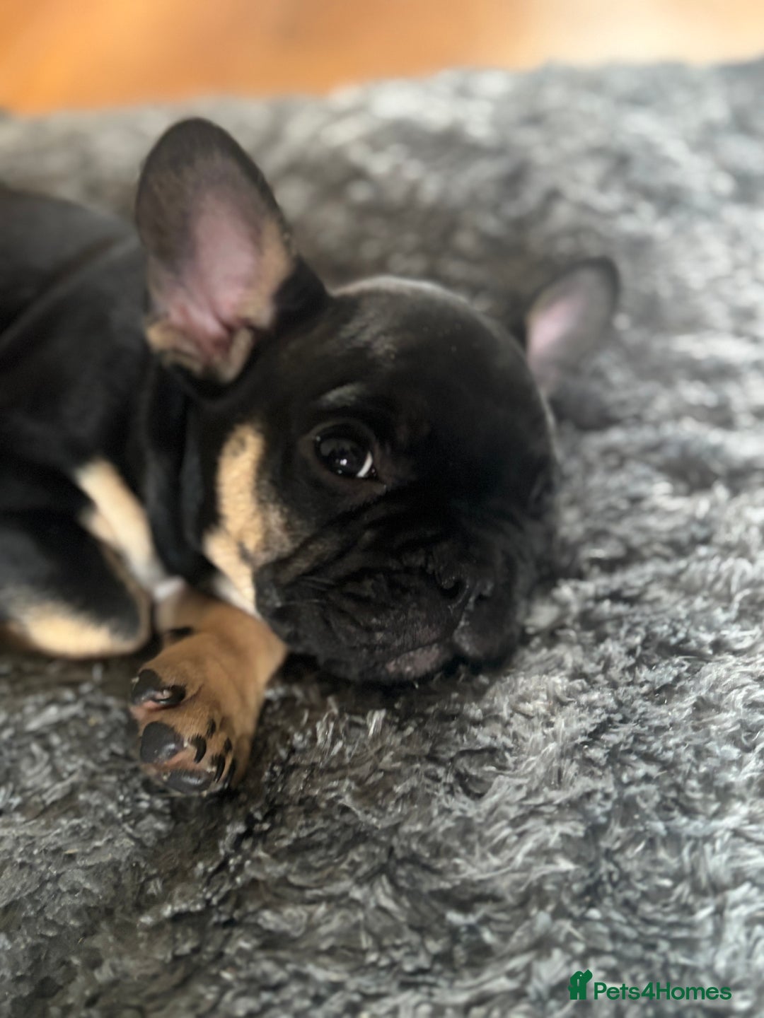 French Bulldog dogs for sale: 🐾 French Bulldog Puppies - Ready to go! 🐾 - Image 14