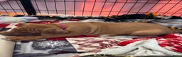 Rhodesian Ridgeback dogs for sale: Exceptionally Health Tested KC Ridgeback Puppies - Advert 12