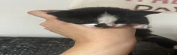 Mixed Breed cats for sale: Kittens for sale  - Advert 13