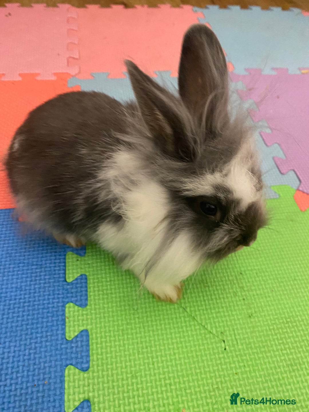 Lionhead rabbits for sale: I have there babies left for forever homes  - Advert 4