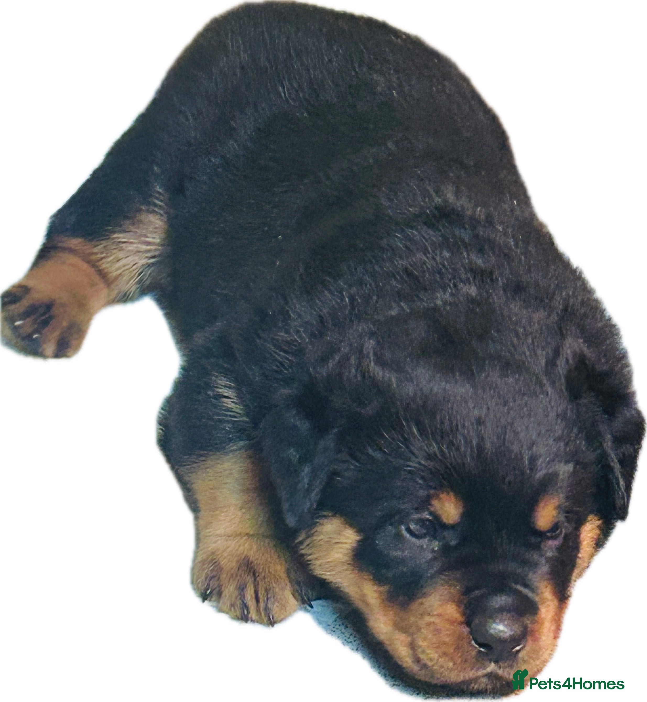Rottweiler dogs Stunning KC registered Rottweiler puppies for sale - Advert 1