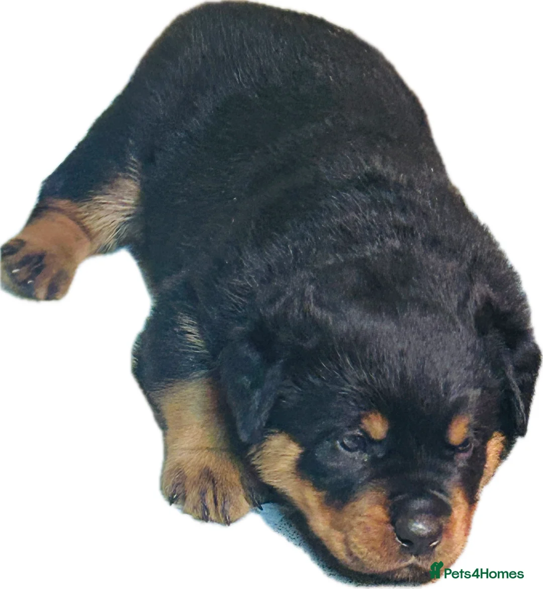 Rottweiler dogs for sale: Stunning KC registered Rottweiler puppies for sale - Advert 1