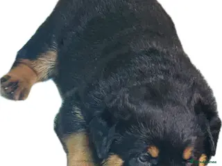 Rottweiler dogs Stunning KC registered Rottweiler puppies for sale - Advert 1