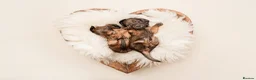 Miniature Dachshund dogs for sale: Miniature Long Haired Dachshund Puppies Available! - Advert 9