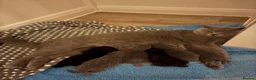 British Shorthair cats for sale: British short hair kittens  - Advert 3