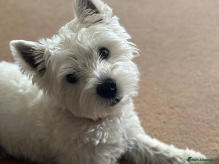West Highland Terrier dogs in Alnwick - Advert 3
