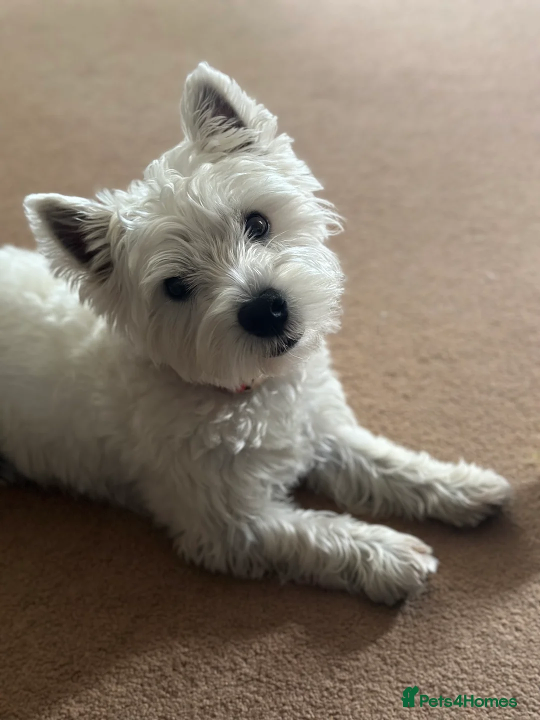 West Highland Terrier dogs for stud: Westie for stud  - Advert 1