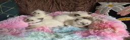 Ragdoll cats for sale: Four Stunning GCCF Registered Girls - Advert 22