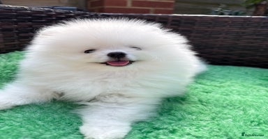 Pomeranian dogs - Advert 8
