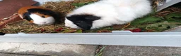 Guinea Pig rodents for sale: two guinea pigs with cage in Livingston - Advert 3