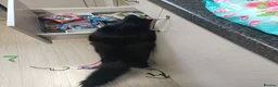 Mixed Breed cats for sale: Noodles Needs a Home with a Garden - Advert 8