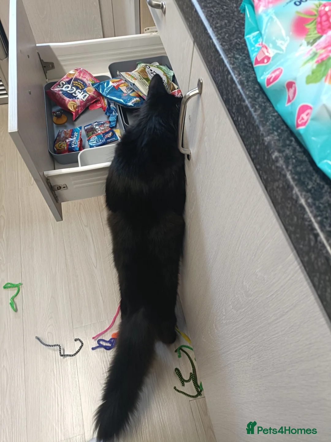 Mixed Breed cats for sale: Noodles Needs a Home with a Garden - Advert 8