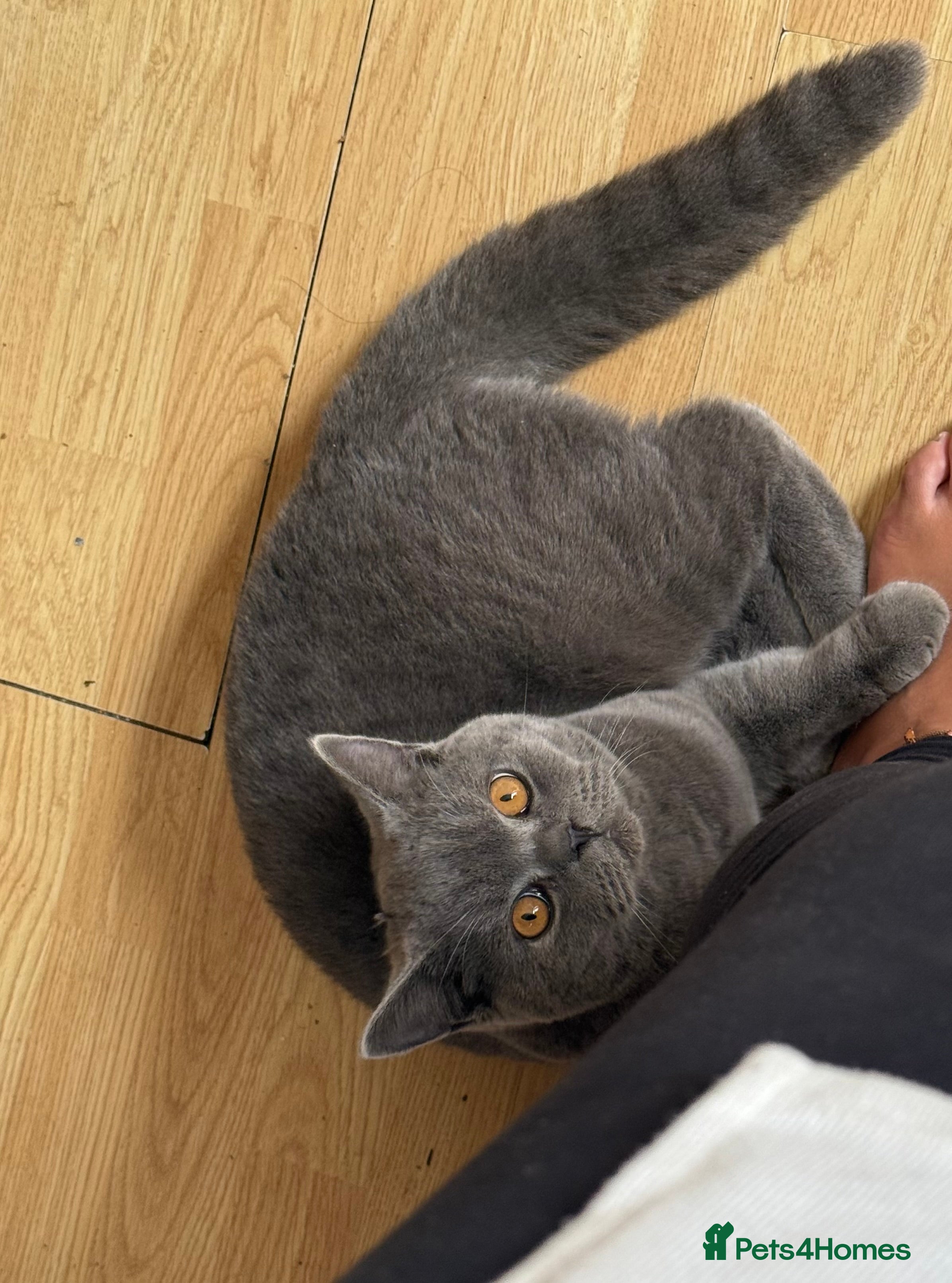 British Shorthair cats Bruce  - Advert 3