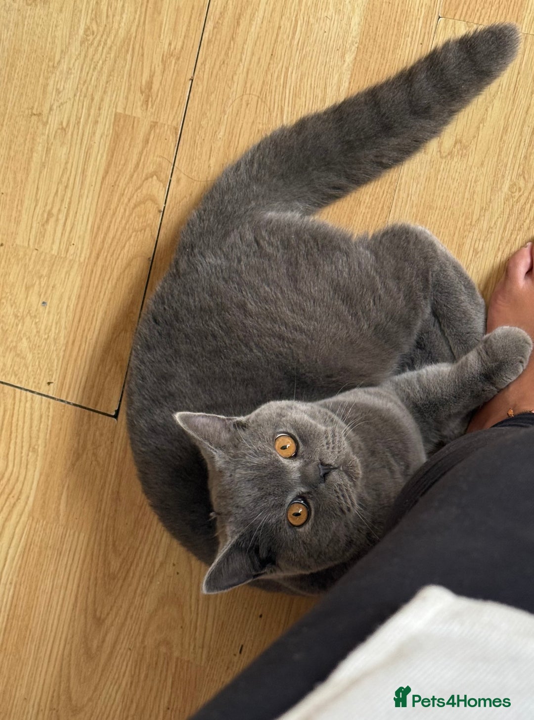 British Shorthair cats for sale: Bruce  - Advert 1