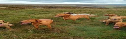 Labrador Retriever dogs for sale: Well Bred Working Labradors - Advert 4