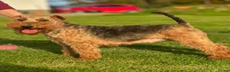 Welsh Terrier dogs for sale: Beautiful Welsh Terrier puppies  - Advert 7