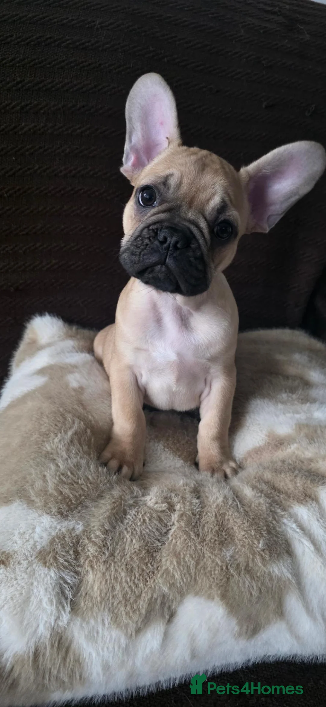 French Bulldog dogs for sale: 12 WEEK OLD FRENCH BULLDOG READY NOW - Advert 2
