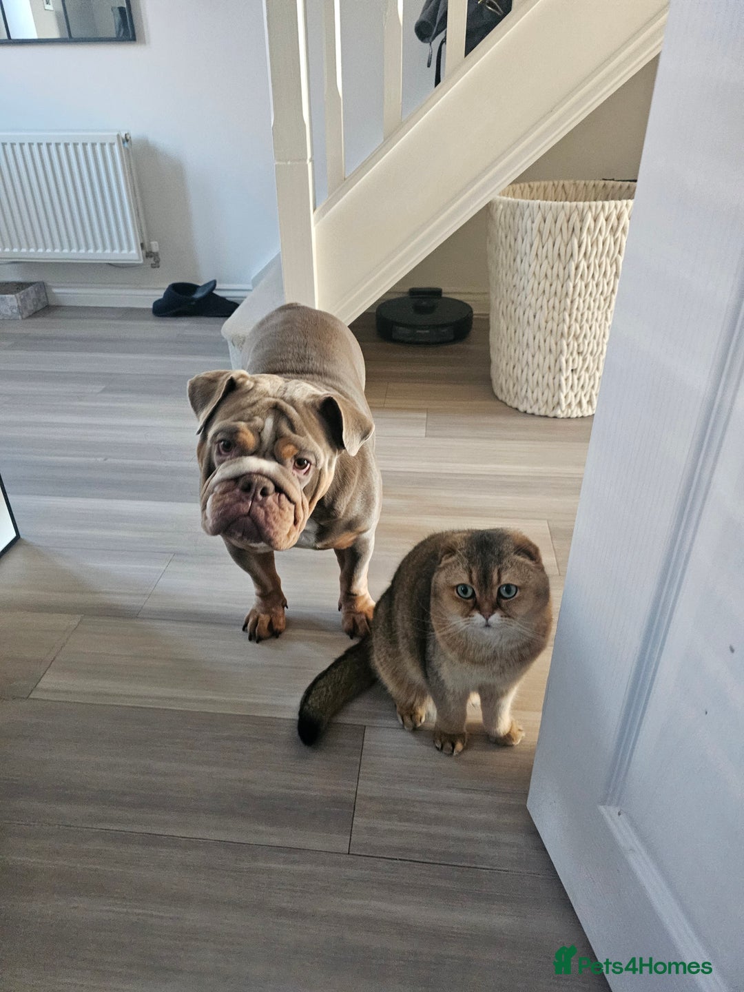 English Bulldog dogs for sale: English bulldog lilac female - Advert 3