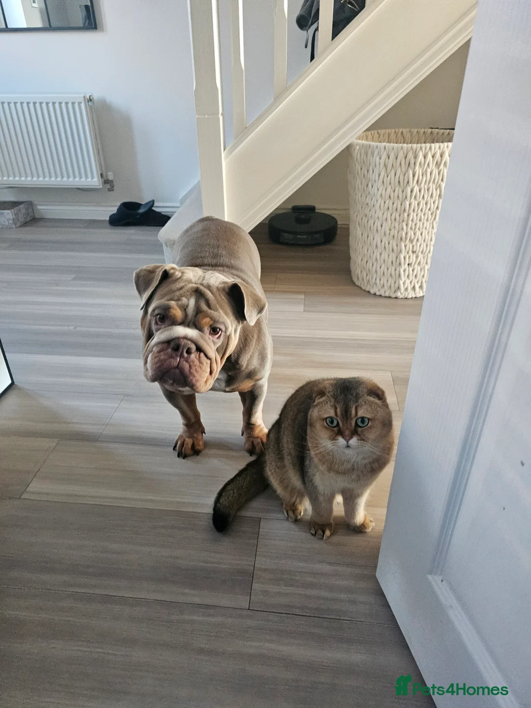 English Bulldog dogs for sale: English bulldog lilac female - Advert 3