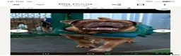 Dogue De Bordeaux dogs for stud: Big Dougie for Stud - Advert 5