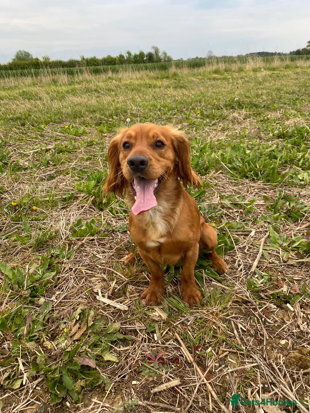 Cocker Spaniel dogs for stud: Stunning Deep Red Working Cocker Spaniel at Stud in Diss - Advert 2