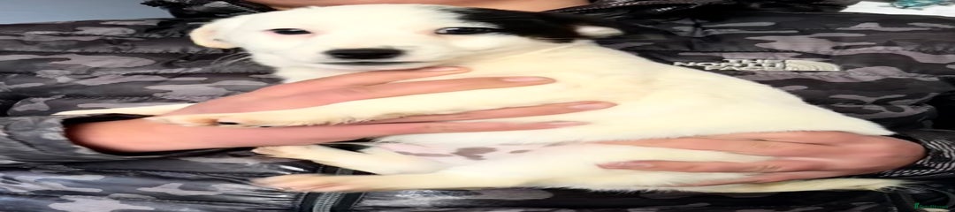 Pando! Jack Russell Puppy 1