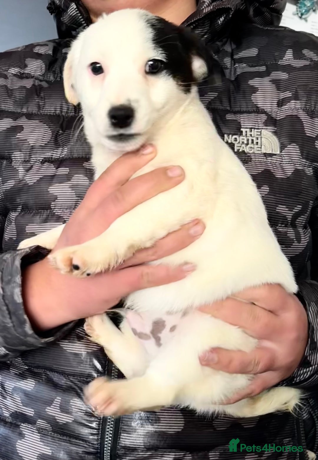 Jack Russell dogs for sale: Kennel Club Registered Jack Russell Terrier Pups - Image 9