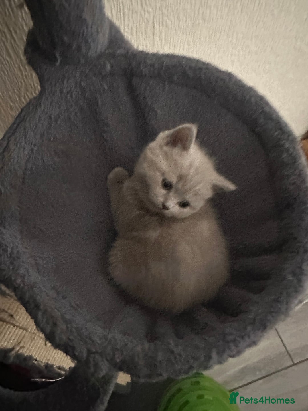 Scottish Fold cats for sale: Scottish fold - Advert 2