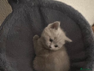 Scottish Fold cats Scottish fold - Advert 5