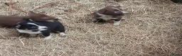 Border Collie dogs for sale: Farm collie puppies  - Advert 11