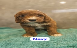 Irish Doodle dogs for sale: Irish red and white doodle puppies  - Image 4