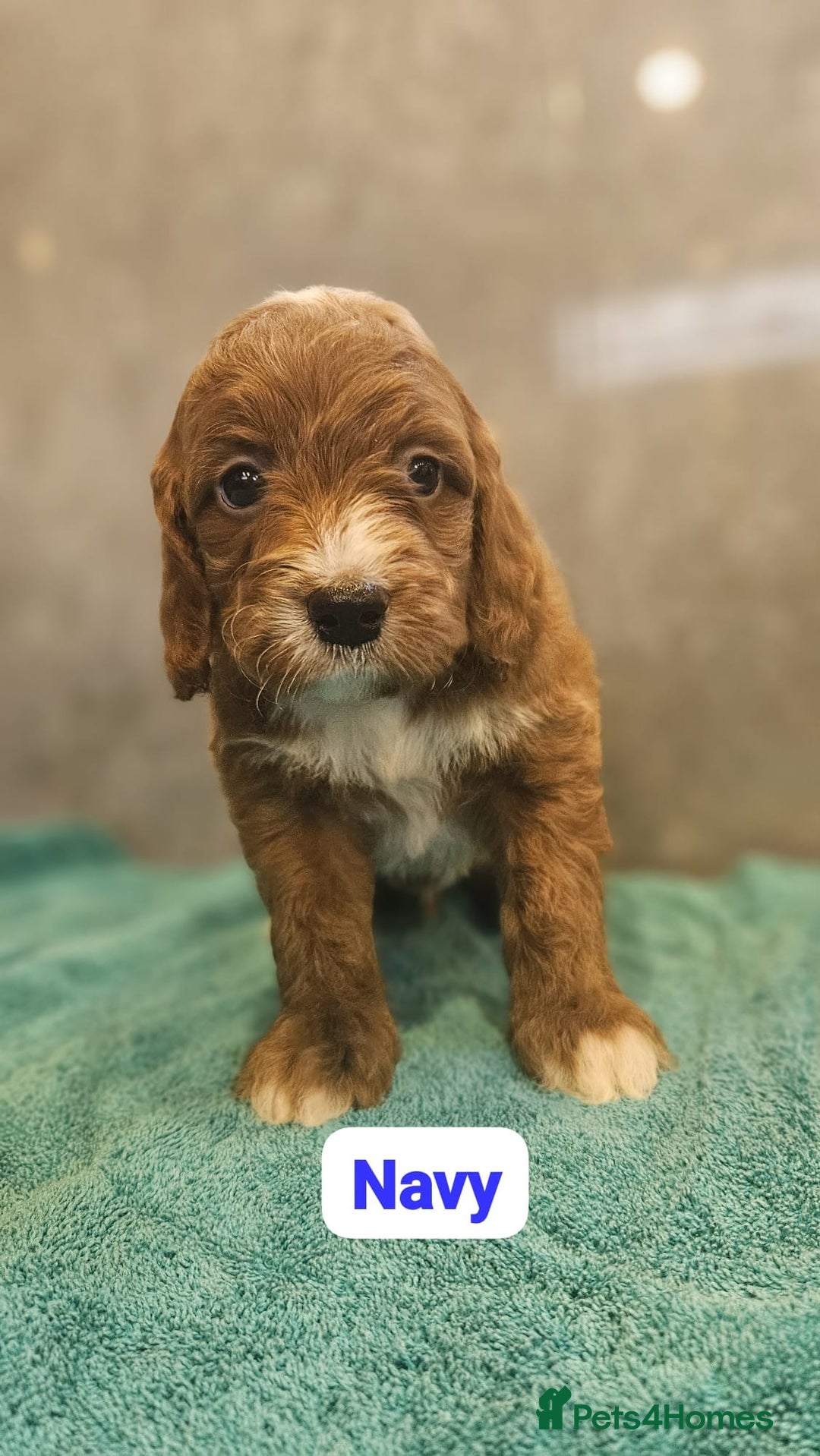 Irish Doodle dogs for sale: Irish red and white doodle puppies  - Image 4