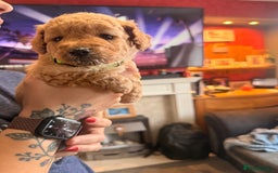 Labradoodle dogs for sale: Miniature labradoodle  - Image 2