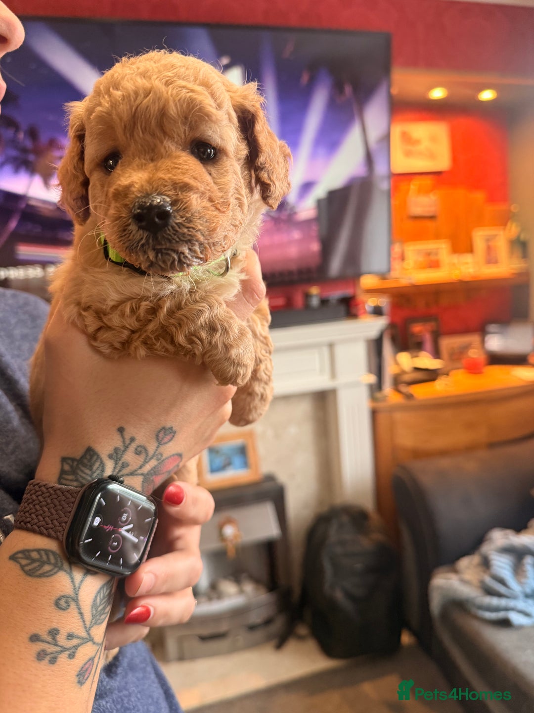 Labradoodle dogs for sale: Miniature labradoodle  - Image 2