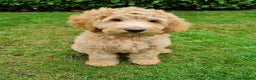 Goldendoodle dogs for stud: Goldendoodle Standard size (proven)  in Manchester - Advert 19