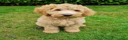 Goldendoodle dogs for stud: Goldendoodle Standard size (proven)  in Manchester - Advert 20