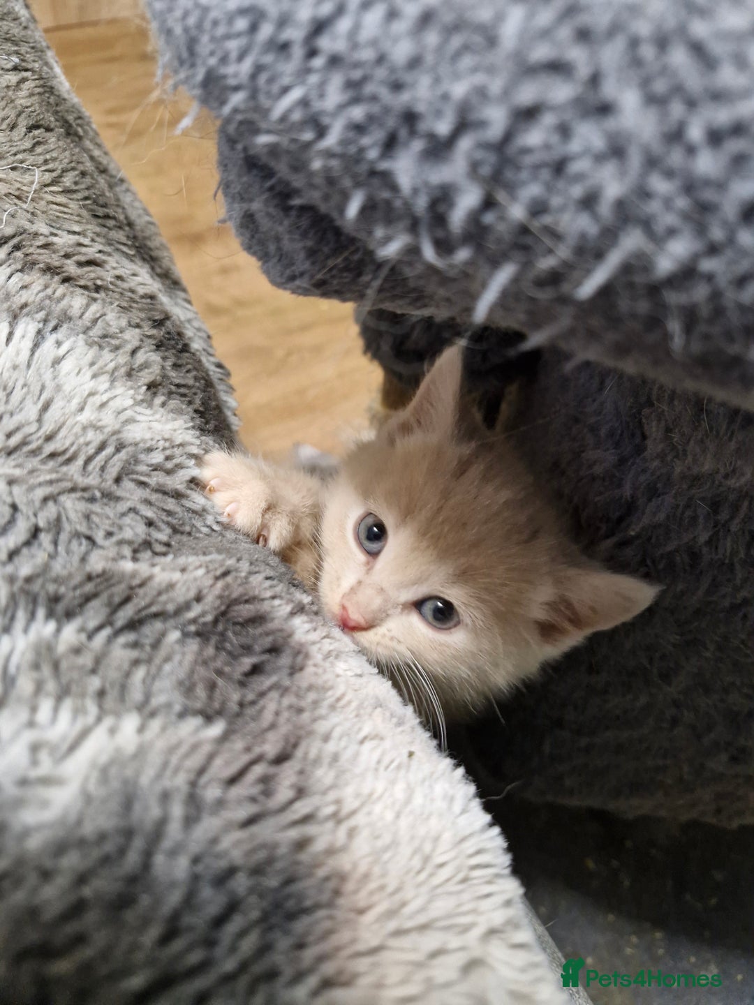 Scottish Fold cats for sale: Scottish fold kittens with straight ears - Advert 17