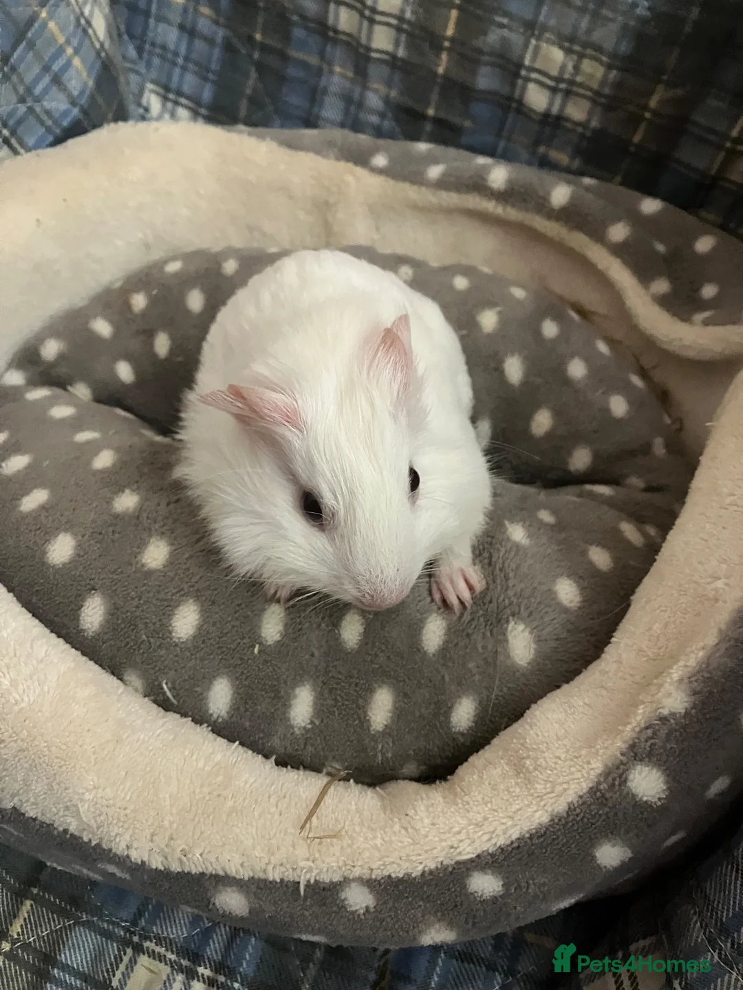 Guinea Pig rodents for sale: Lots of lovely baby boy - Advert 18