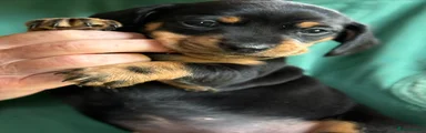 Miniature Dachshund 1