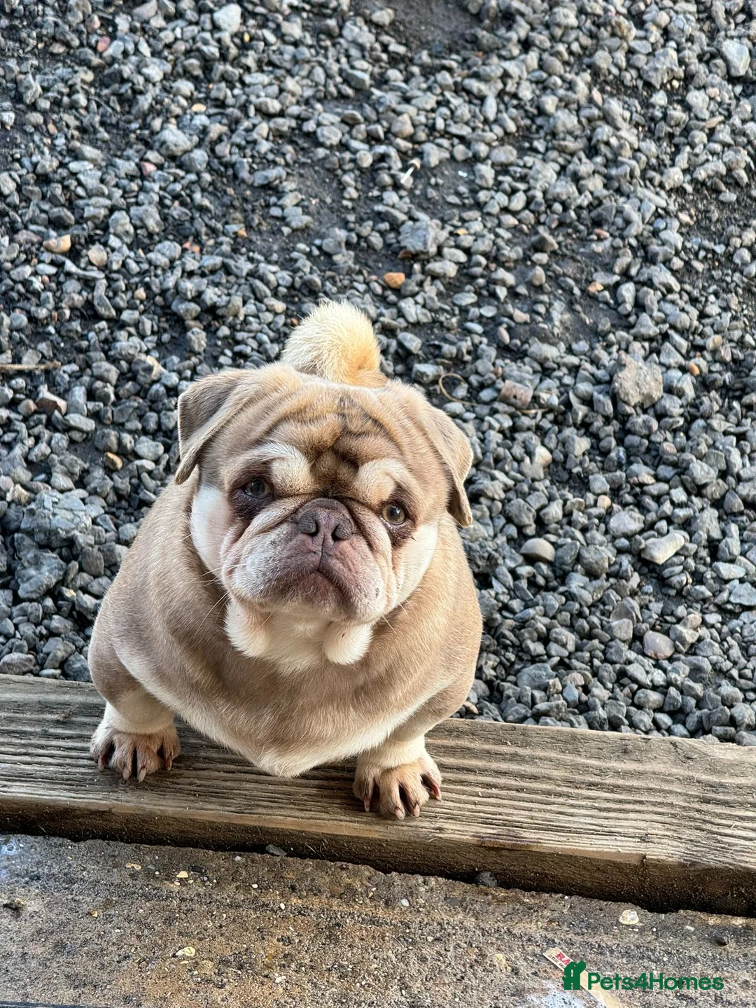 Pug dogs for stud: Pug stud! Lilac and tan - Advert 1