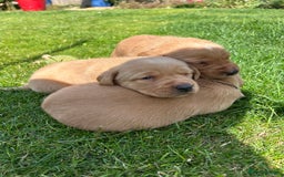 Labrador Retriever dogs for sale: Fox red Labradors for sale  - Image 5