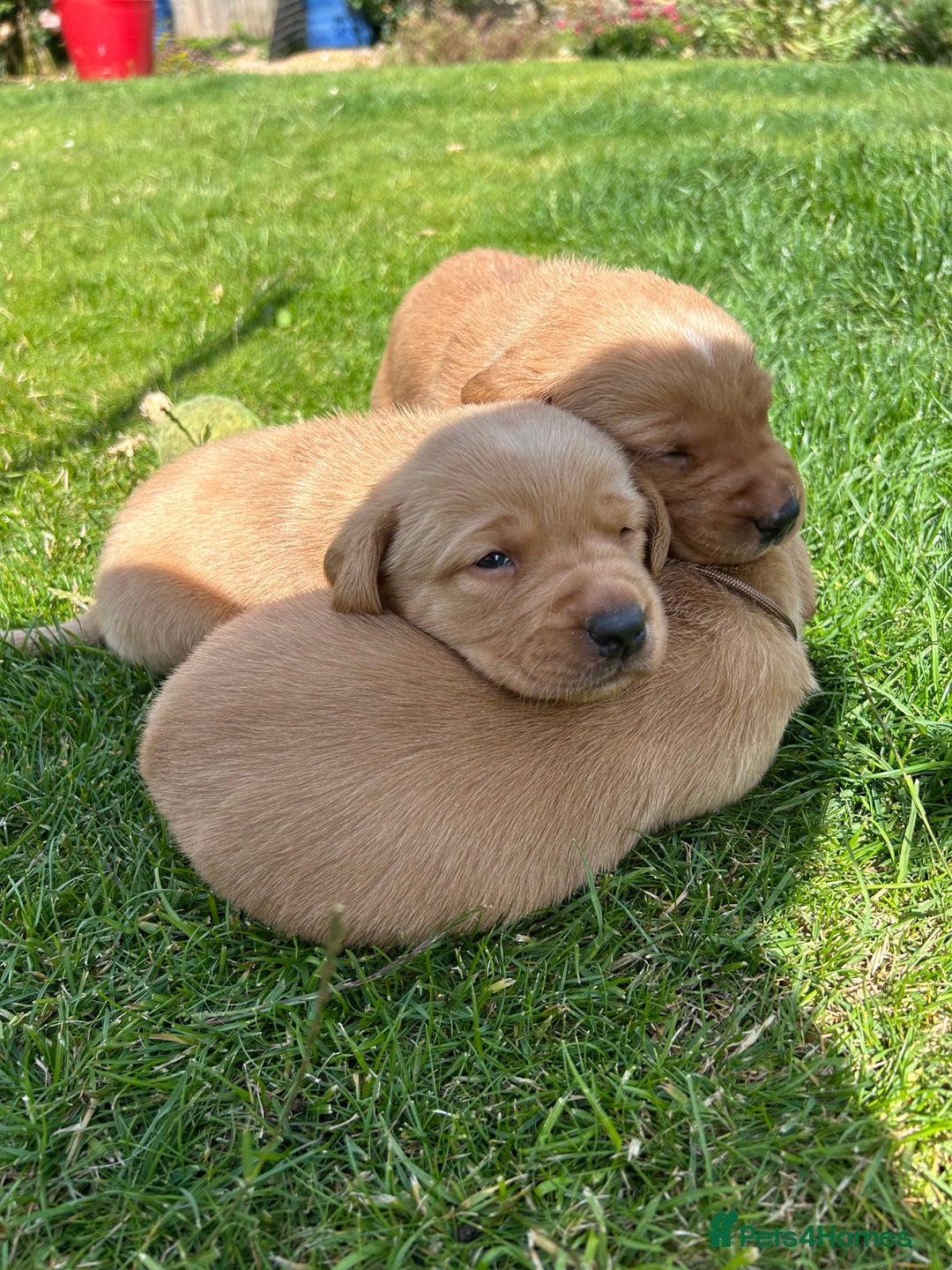 Labrador Retriever dogs for sale: Fox red Labradors for sale  - Image 5
