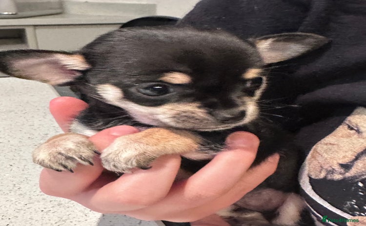 Chihuahua dogs in Sutton Coldfield - Advert 2