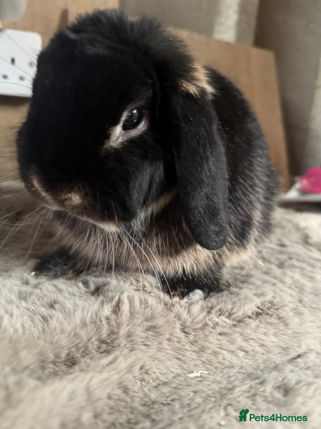 Mini Lop rabbits for sale: Mini lop boy available now - Image 2