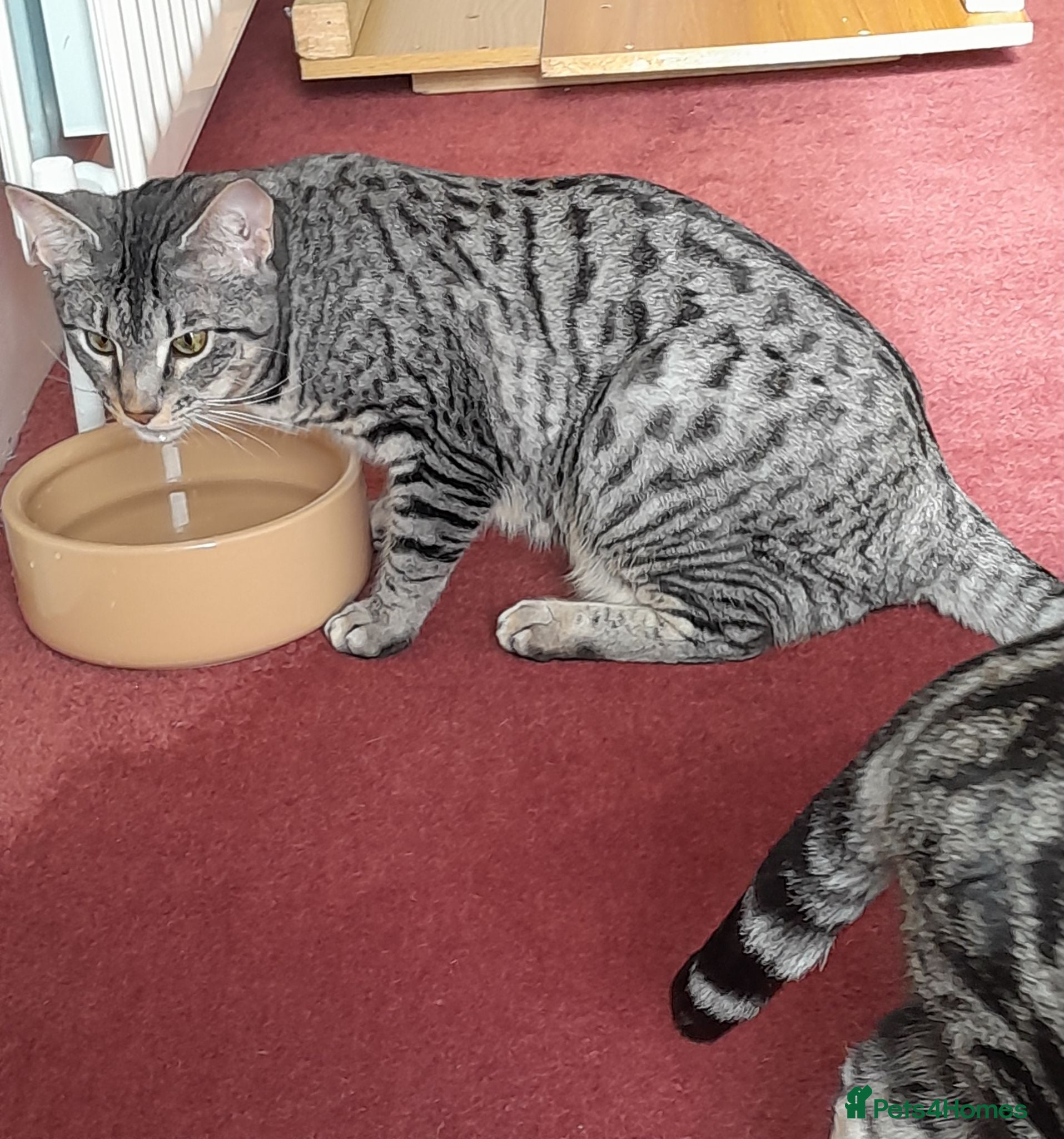 Savannah cats 100% Pedigree F5 TICA Reg Savannah Girl Kitten - Advert 5