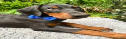 Dobermann dogs for sale: *KC REGISTERED* HEALTH TESTED DOBERMAN PUPPIES - Advert 7