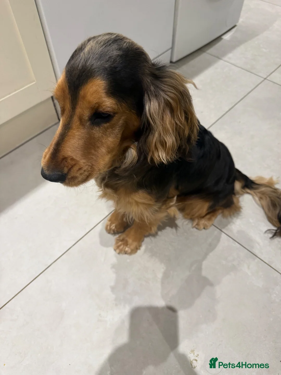 Cocker Spaniel dogs for stud: For Stud KC reg Cocker Spaniel - Advert 3