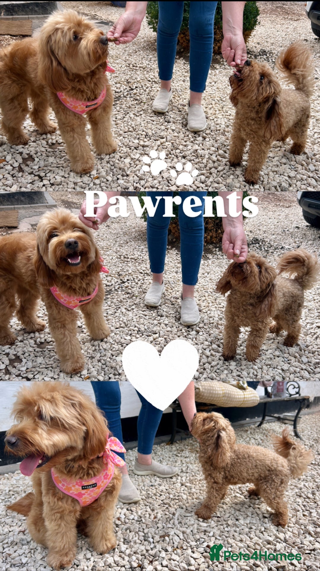 Goldendoodle dogs for sale: F1b Mini Goldendoodles - DNA/health tested - Advert 9
