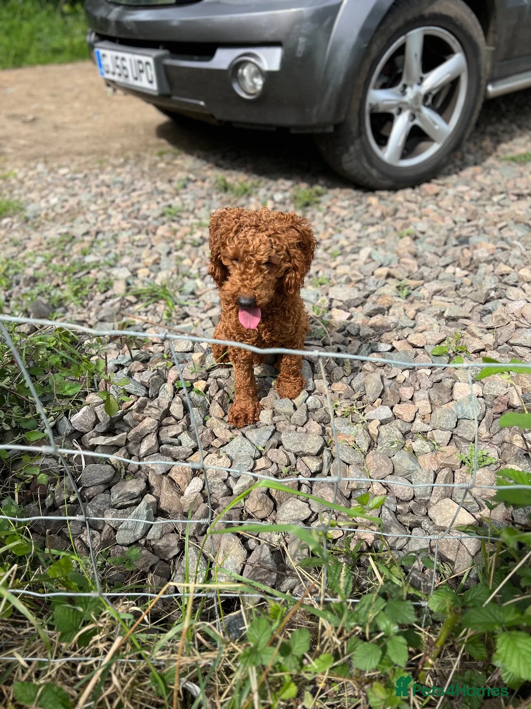 Miniature Poodle dogs for stud: Incredibly handsome Miniature Poodle for stud - Advert 3