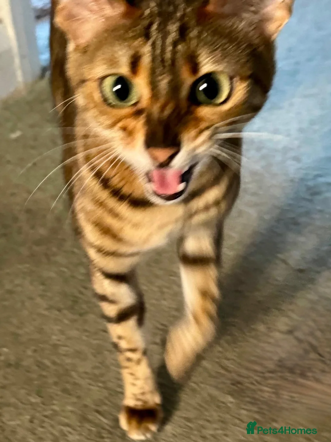 Bengal cats for sale: Sweet Bengal looking for her quiet & loving home - Advert 2